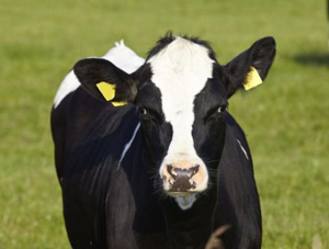 Cattle theft.jpg
